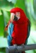 papoušek